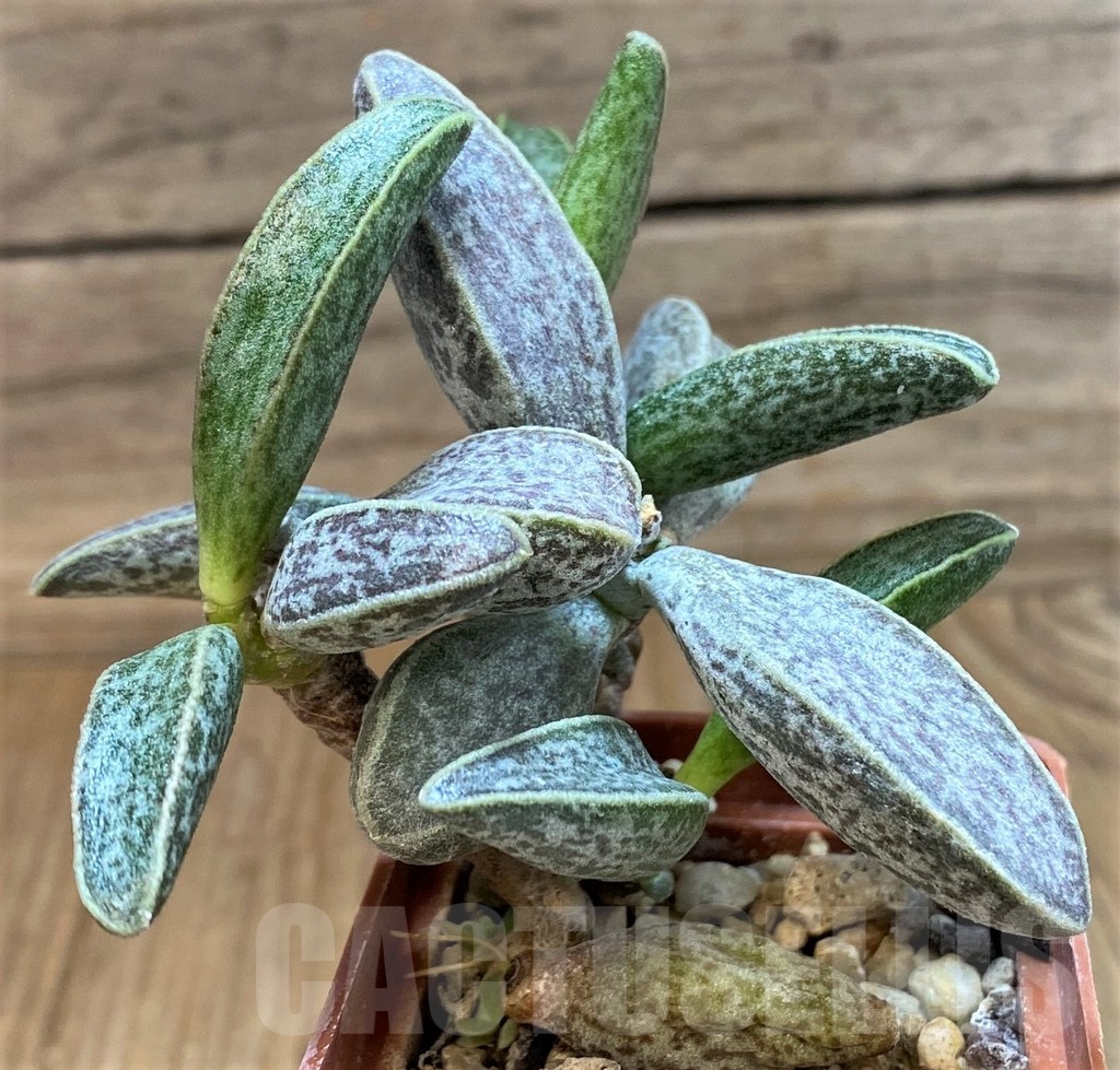 SH24638 Adromischus marianiae LAV28229A -S. Clanwilliam- - Obrázek 2