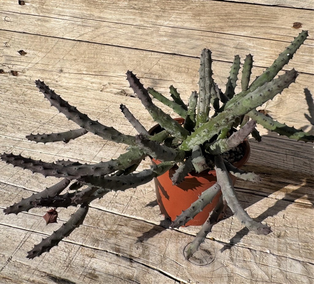 SH24828 Huernia pendurata – Image 2