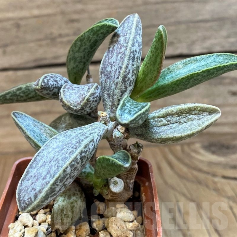 SH24638 Adromischus marianiae LAV28229A -S. Clanwilliam-