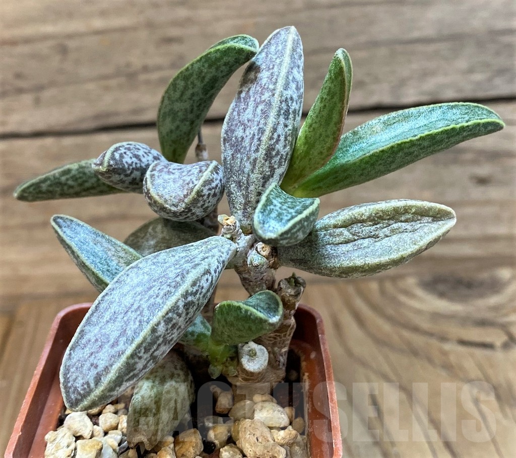 SH24638 Adromischus marianiae LAV28229A -S. Clanwilliam-