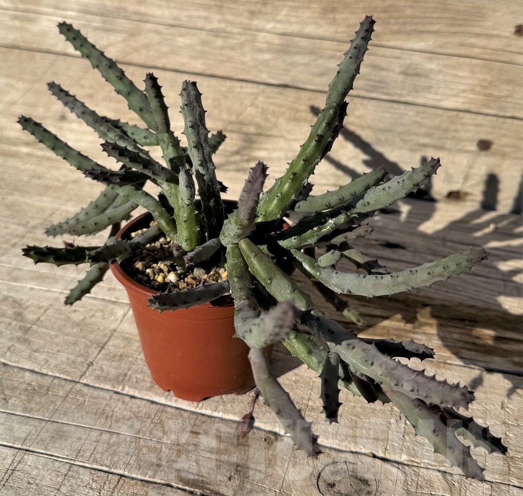 SH24828 Huernia pendurata – Image 3