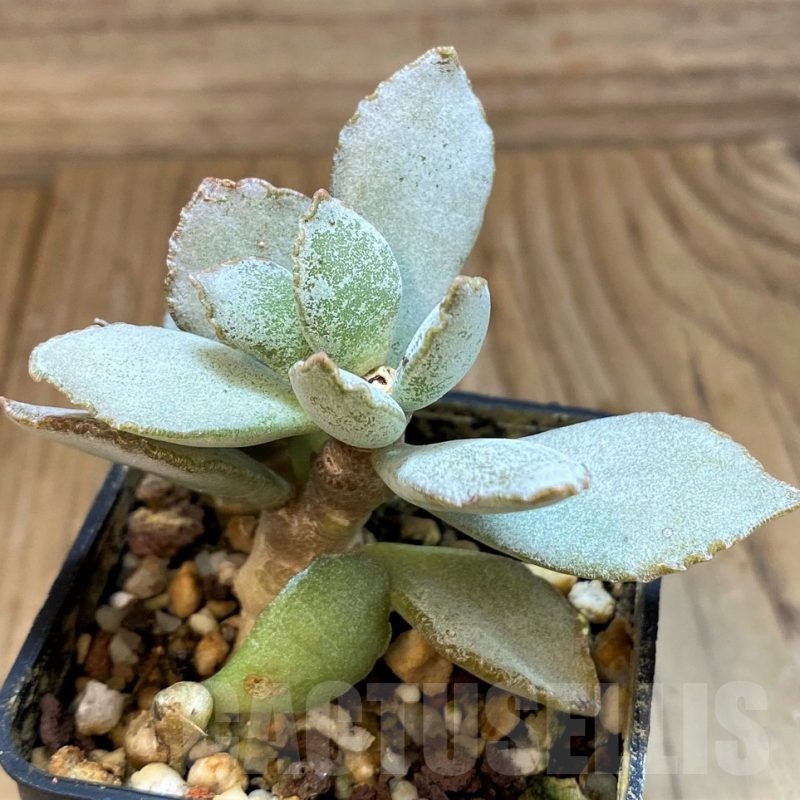 SH24639 Adromischus schuldtianus