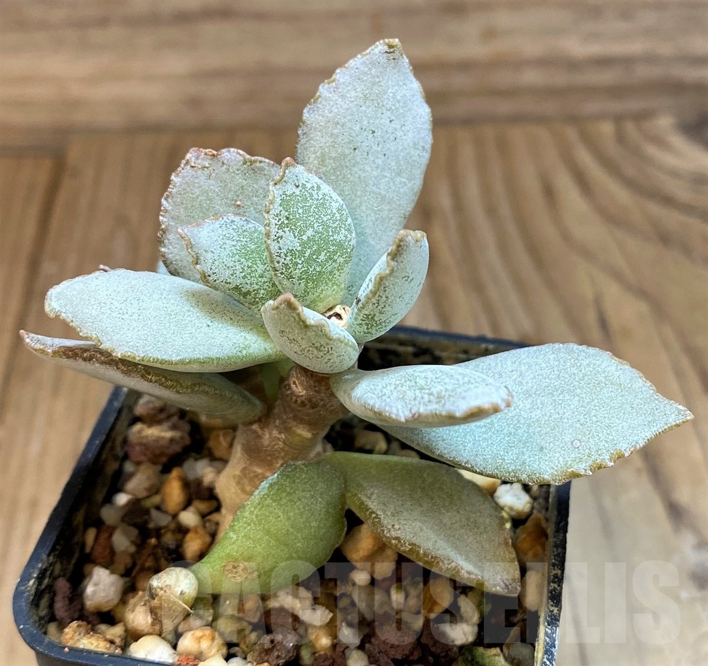 SH24639 Adromischus schuldtianus