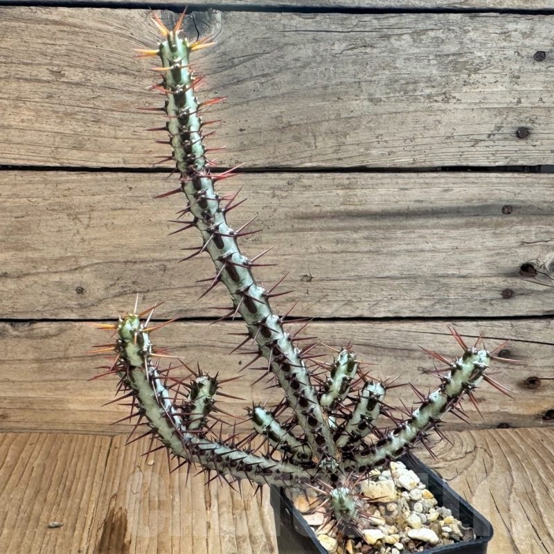 SH24816 Euphorbia aeruginosa