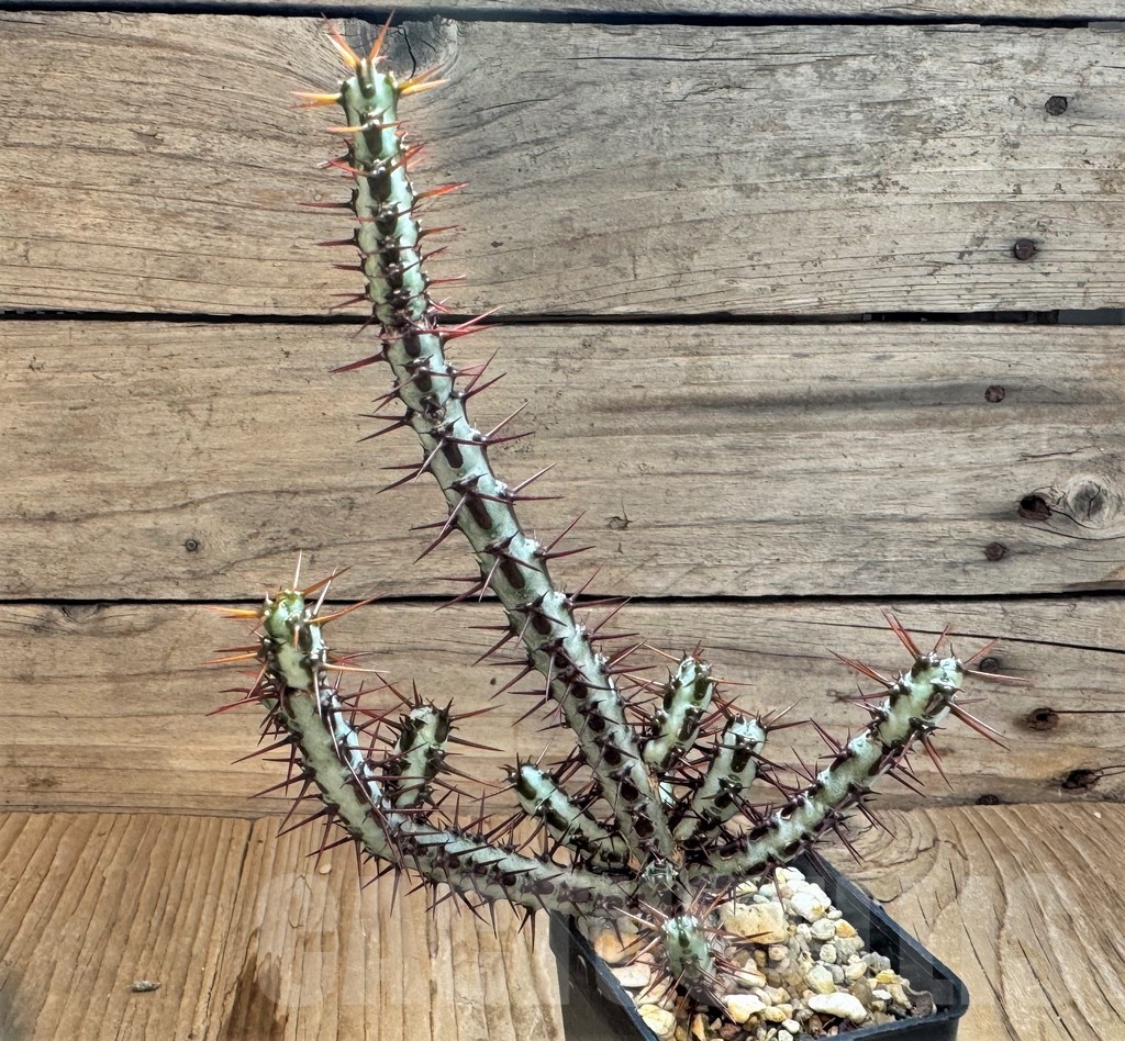 SH24816 Euphorbia aeruginosa