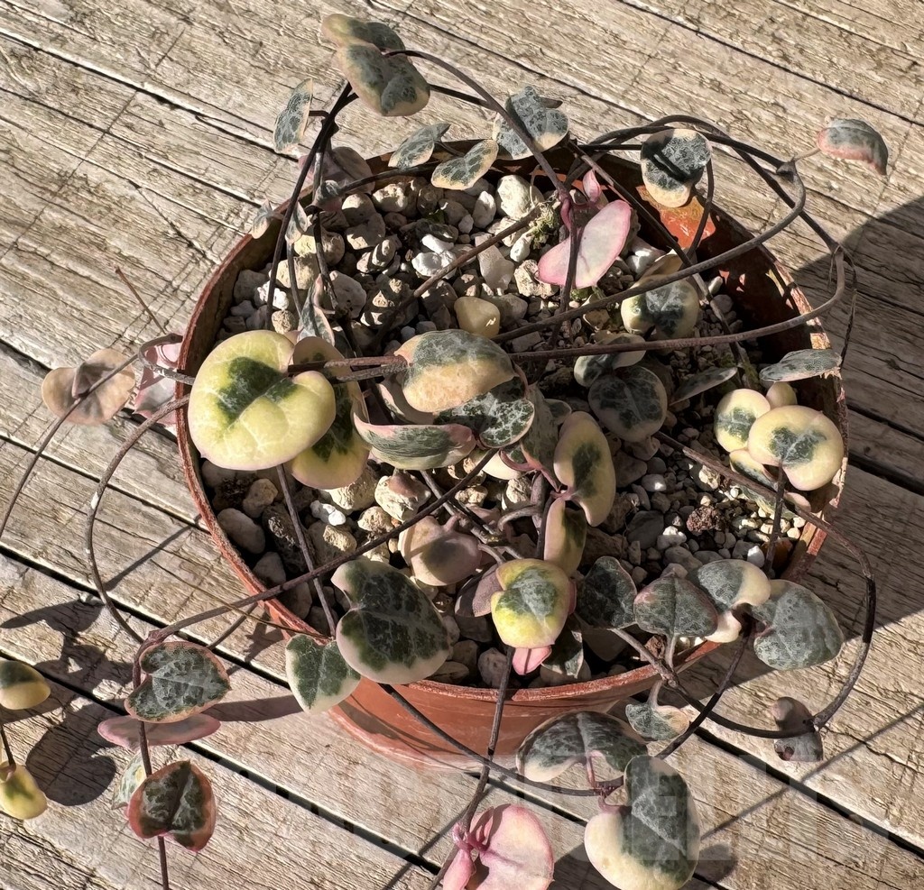 SH24829 Ceropegia woodii f. variegata – Image 2