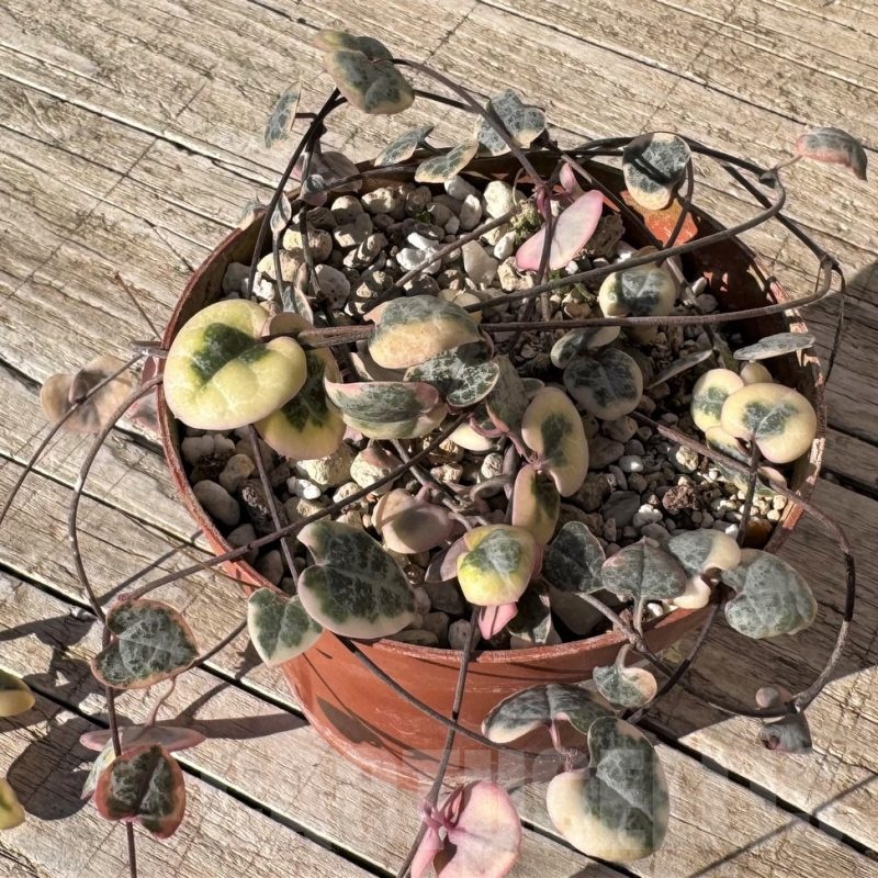 SH24829 Ceropegia woodii f. variegata