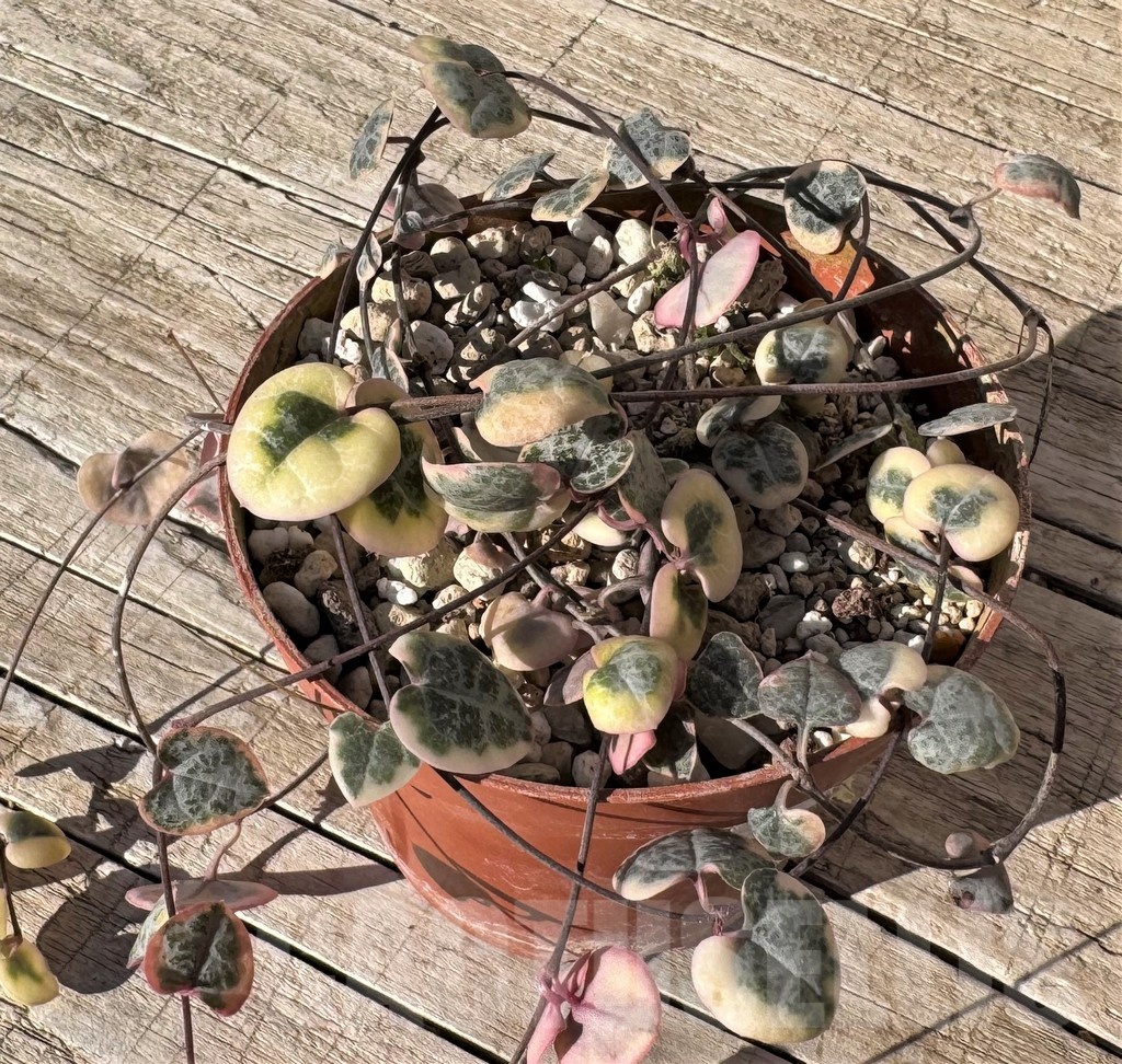 SH24829 Ceropegia woodii f. variegata
