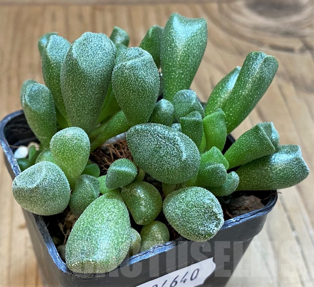 SH24640 Adromischus cristatus v. schonlandii - Image 2