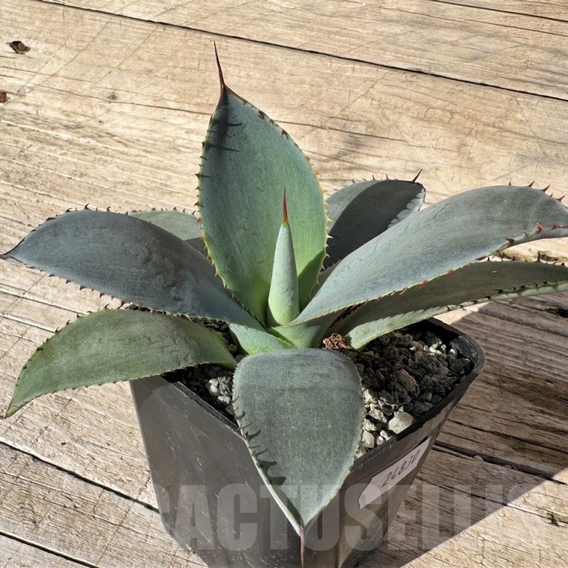 SH24830 Agave guadalajarana ‘Leon Paff’
