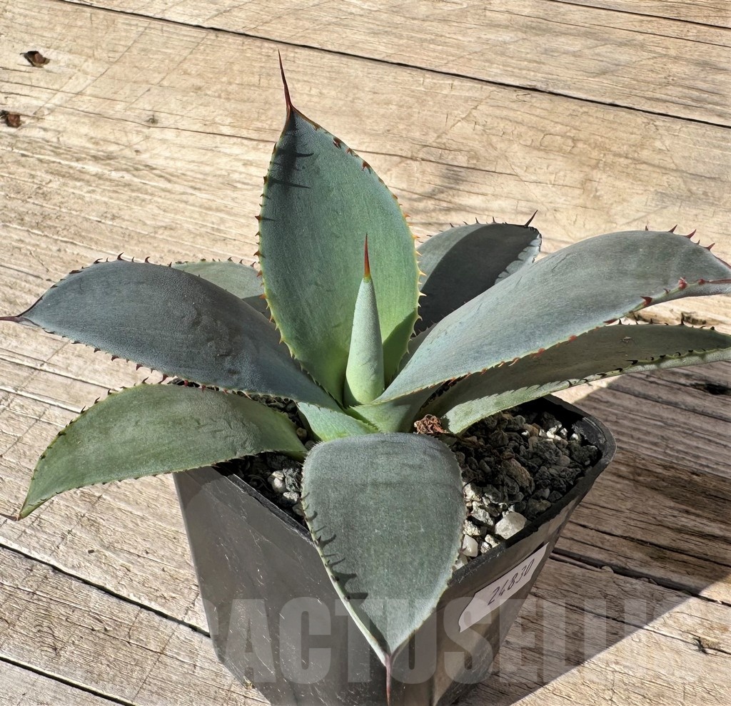 SH24830 Agave guadalajarana ‘Leon Paff’