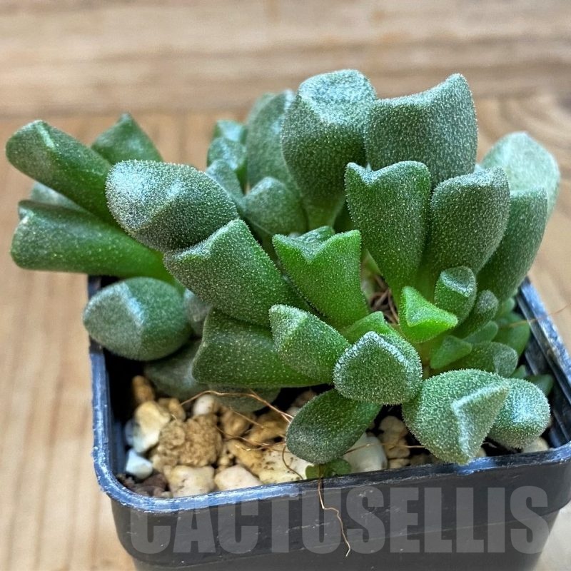 SH24640 Adromischus cristatus v. schonlandii