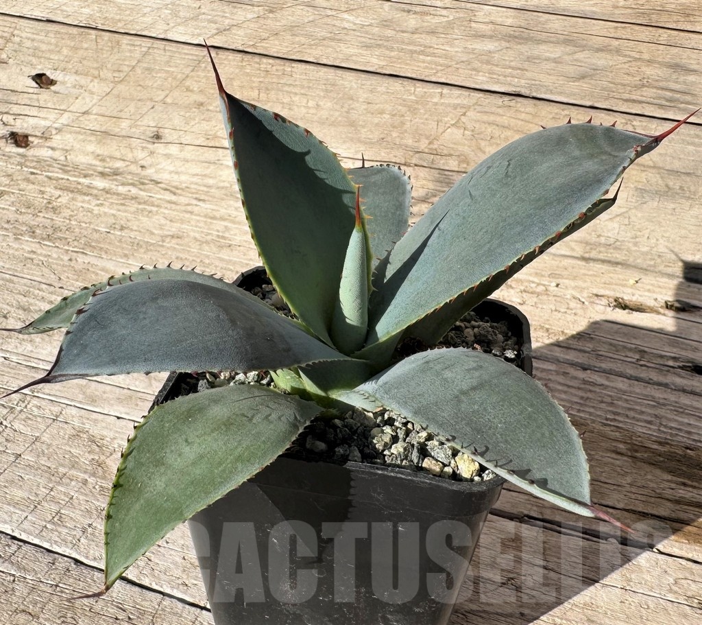 SH24830 Agave guadalajarana ‘Leon Paff’ – Image 2