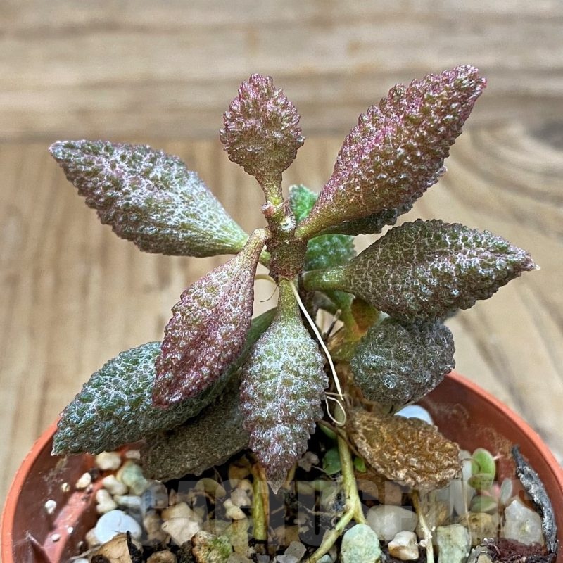 SH24641 Adromischus marianae f. herrei