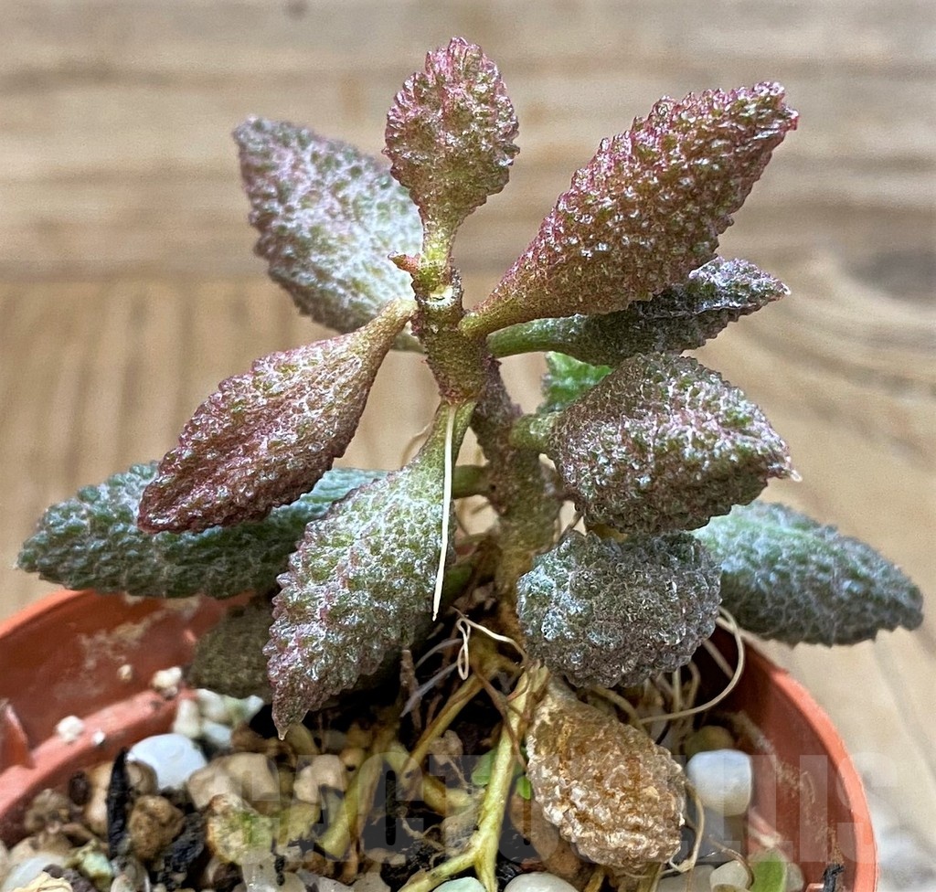 SH24641 Adromischus marianae f. herrei – Image 2