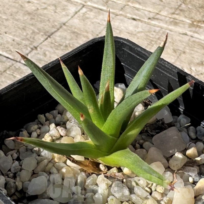 SH24831 Agave albopilosa