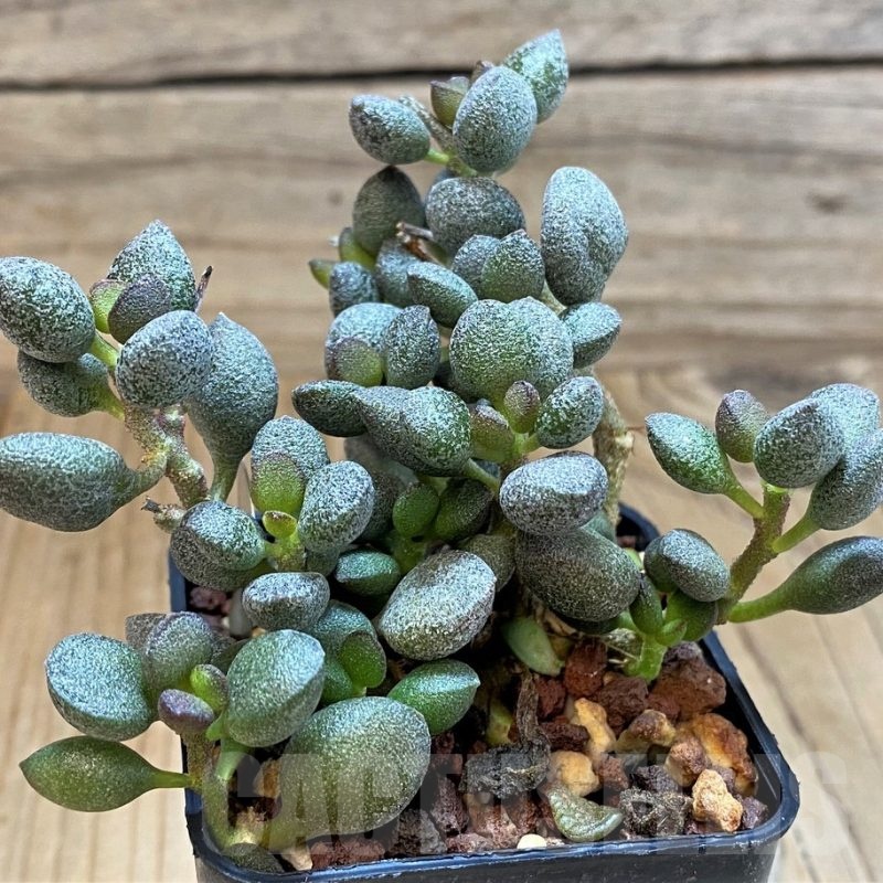 SH24642 Adromischus marianiae 'Little Spheroid'