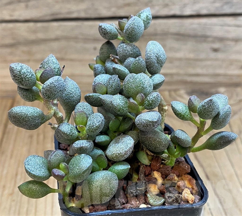 SH24642 Adromischus marianiae 'Little Spheroid'