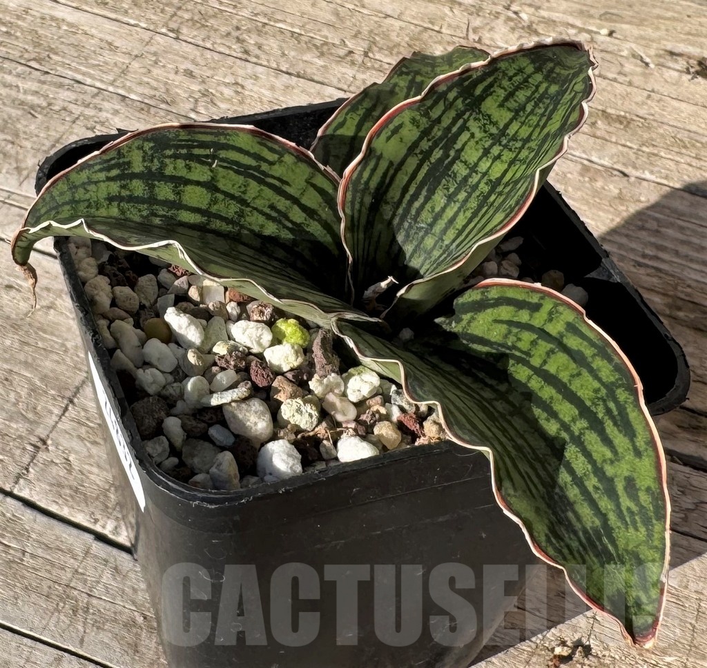SH24832 Sansevieria ‘Cleopatra’ – Image 2