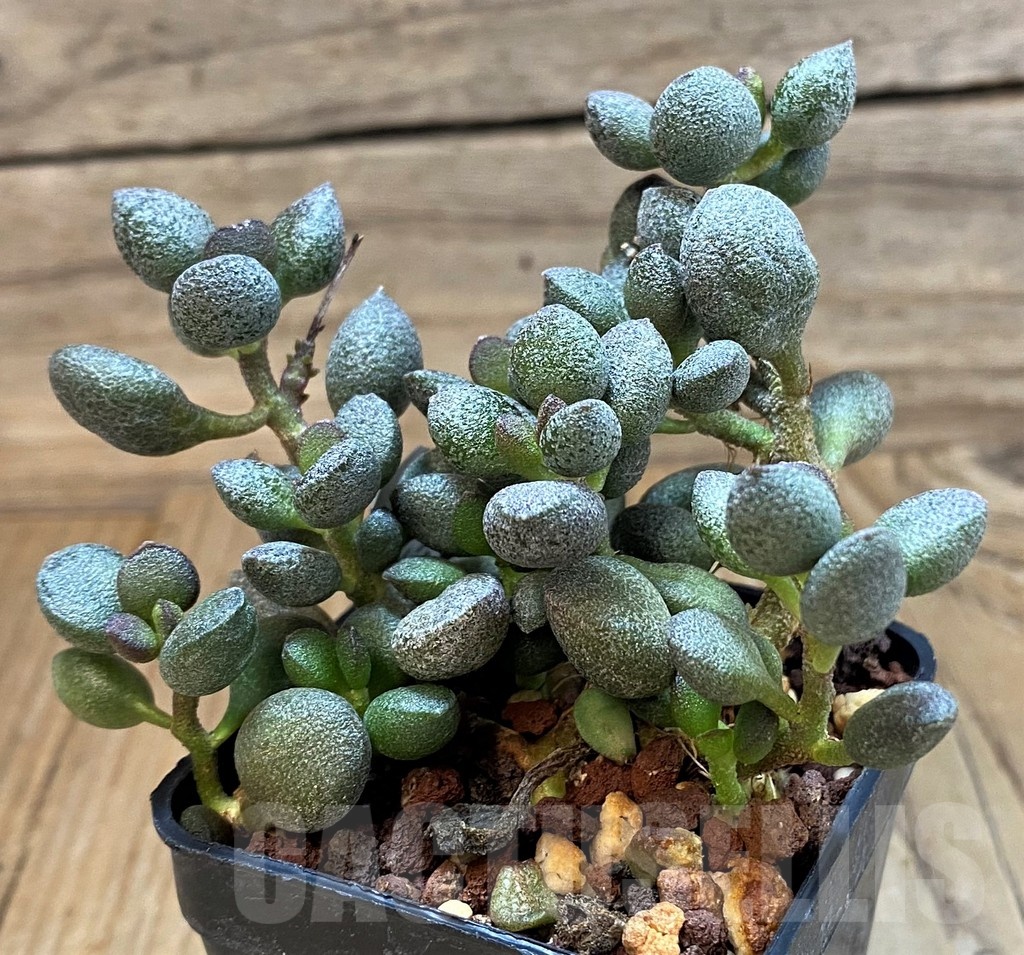 SH24642 Adromischus marianiae 'Little Spheroid' – Image 2