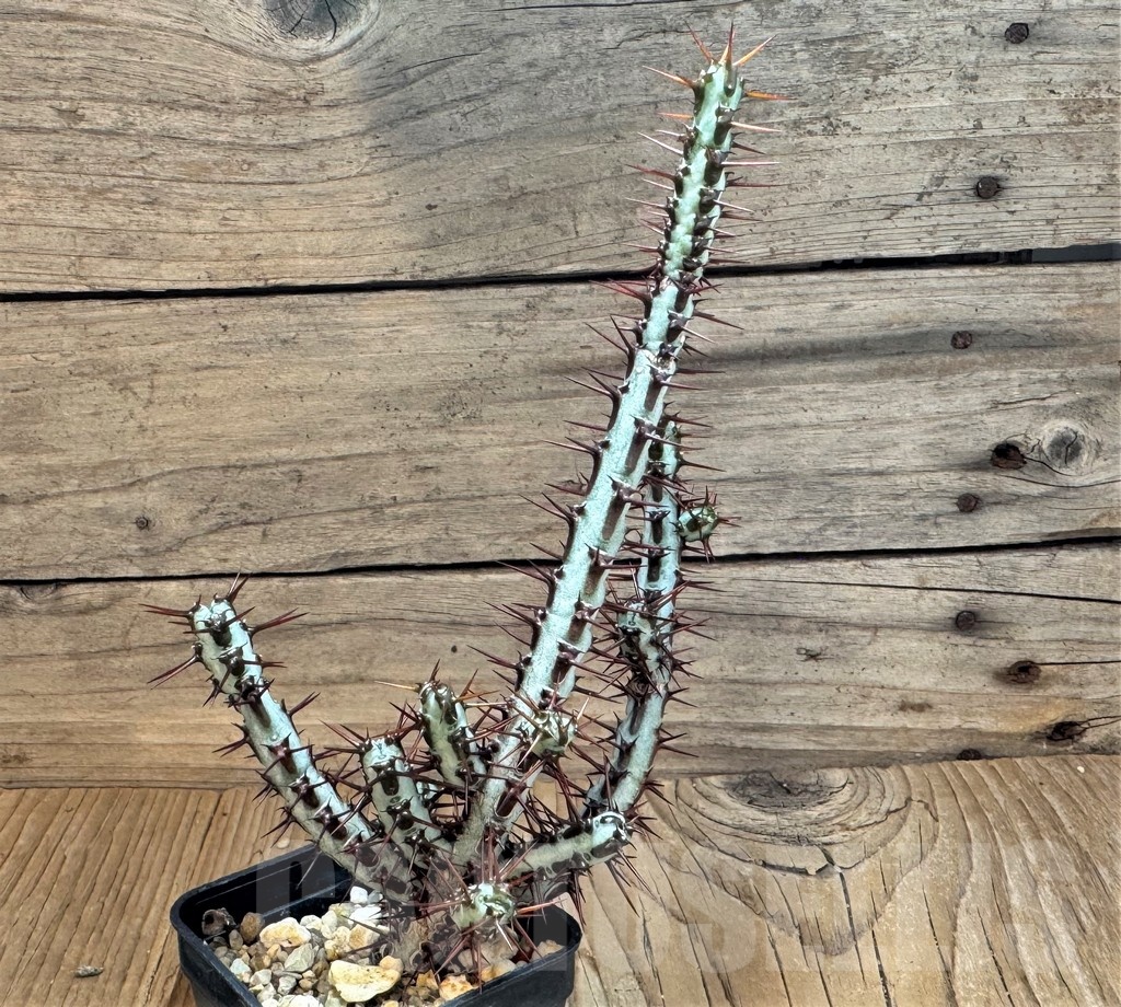 SH24816 Euphorbia aeruginosa – Image 2