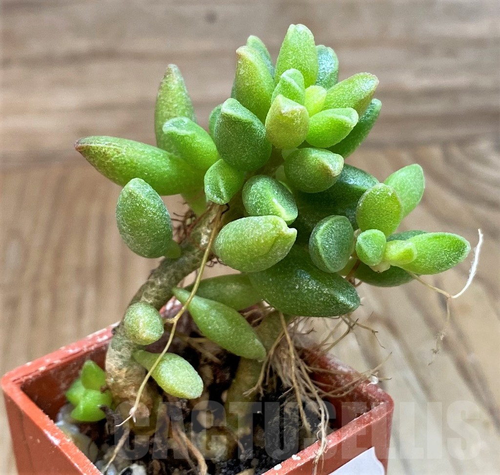 SH24625 Adromischus marianiae v. tanqua - immagine 2