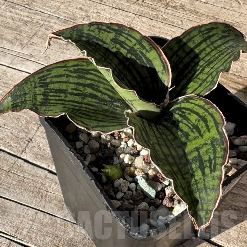 SH24832 Sansevieria ‘Cleopatra’