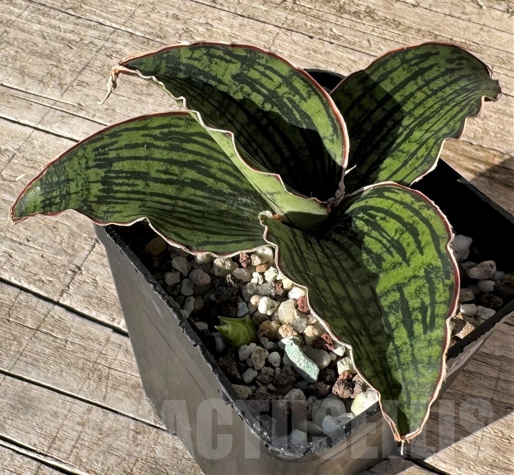 SH24832 Sansevieria ‘Cleopatra’