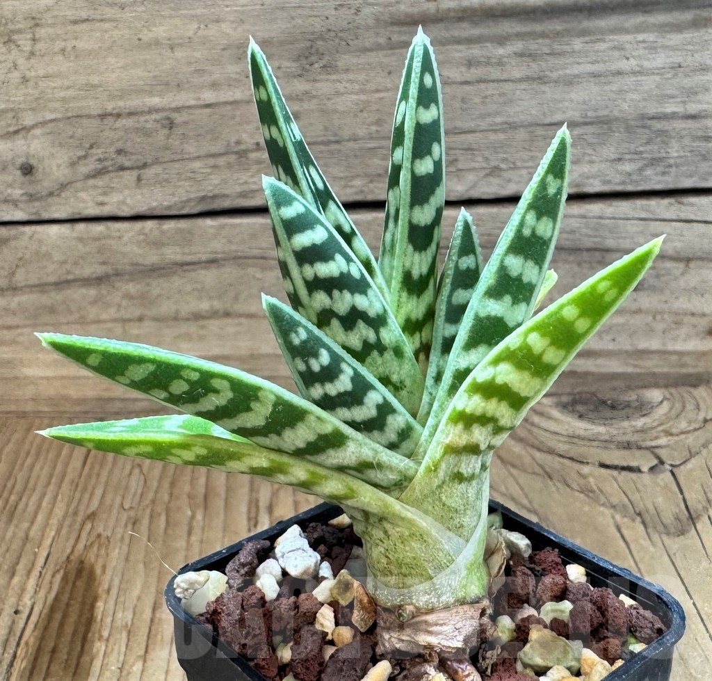 SH24833 Aloe variegata – Image 2