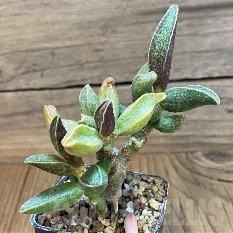 SH24643 Adromischus marianiae hybrid -Germania-