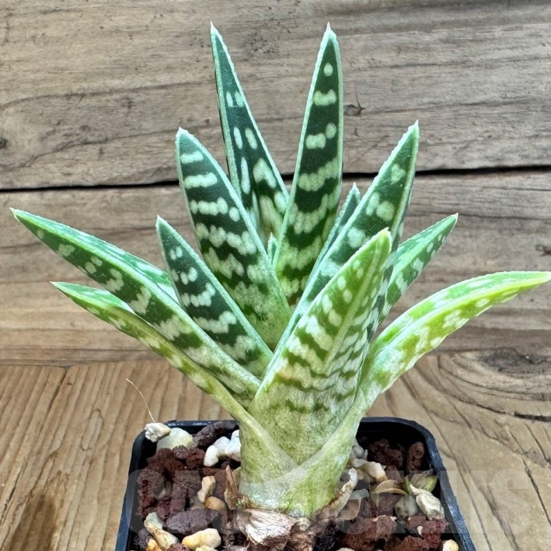SH24833 Aloe variegata