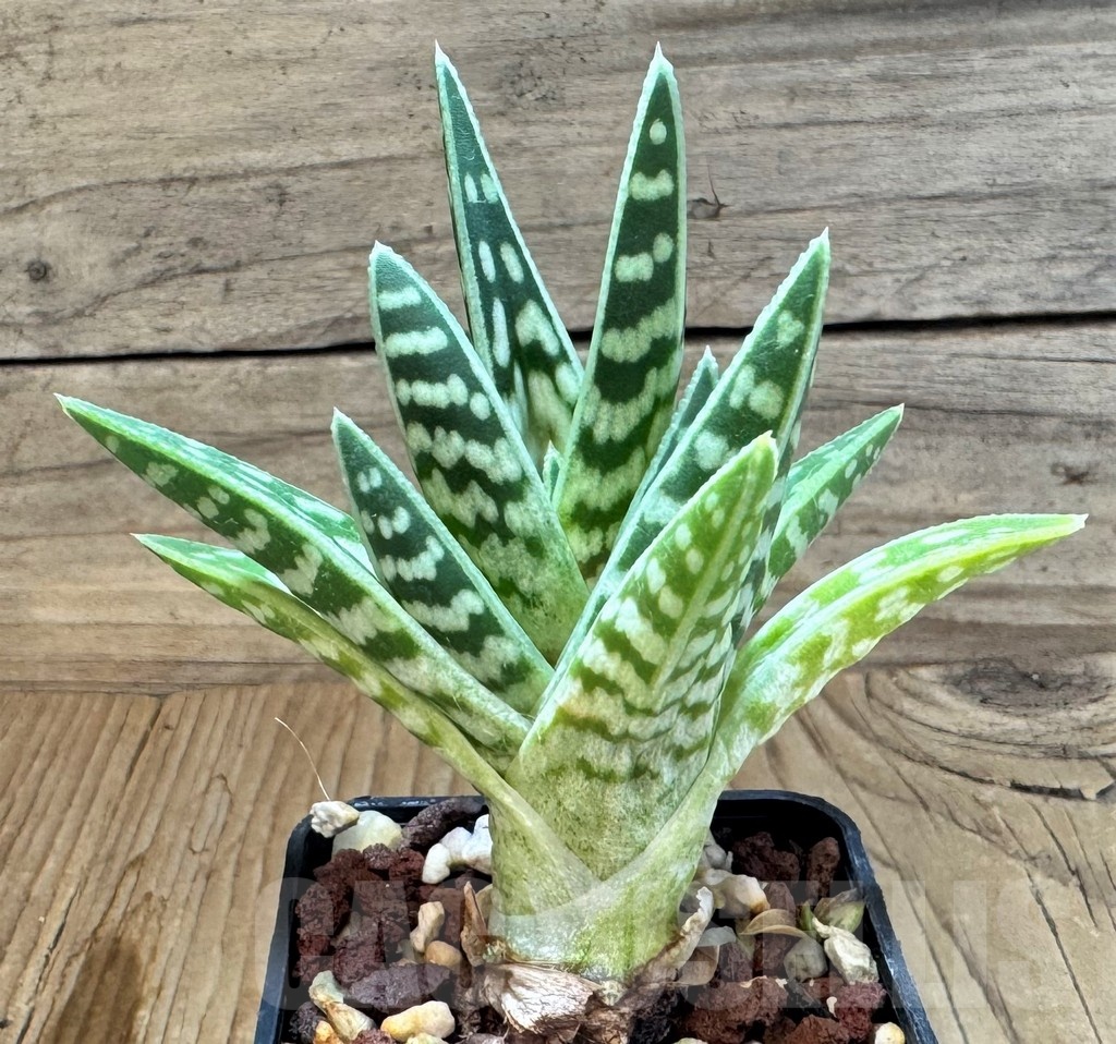SH24833 Aloe variegata
