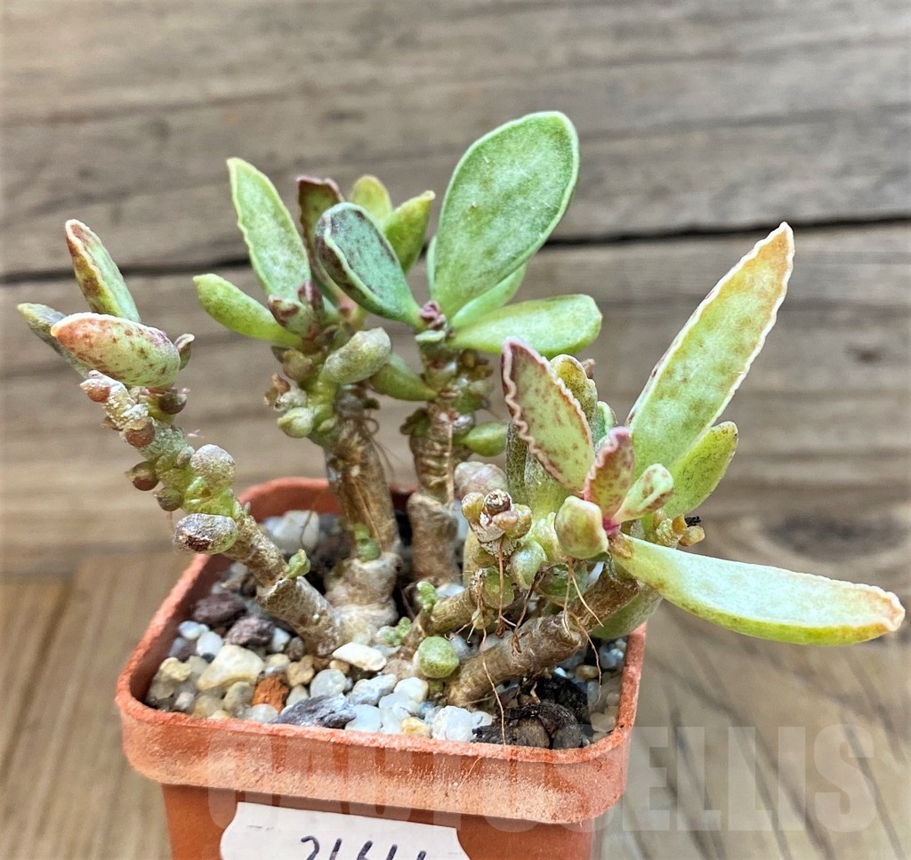 SH24644 Adromischus marianiae hybrid -Germania- - Image 3