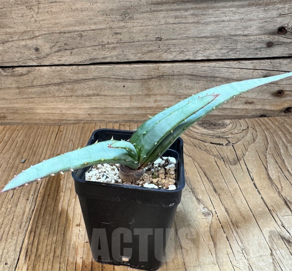 SH24834 Aloe suprafoliata – Image 3