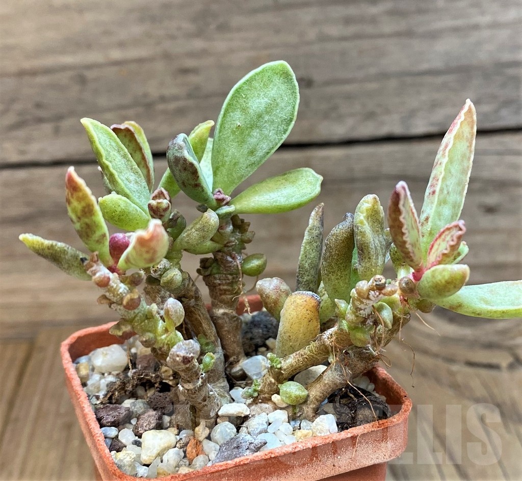 SH24644 Adromischus marianiae hybrid -Germania- - Image 2