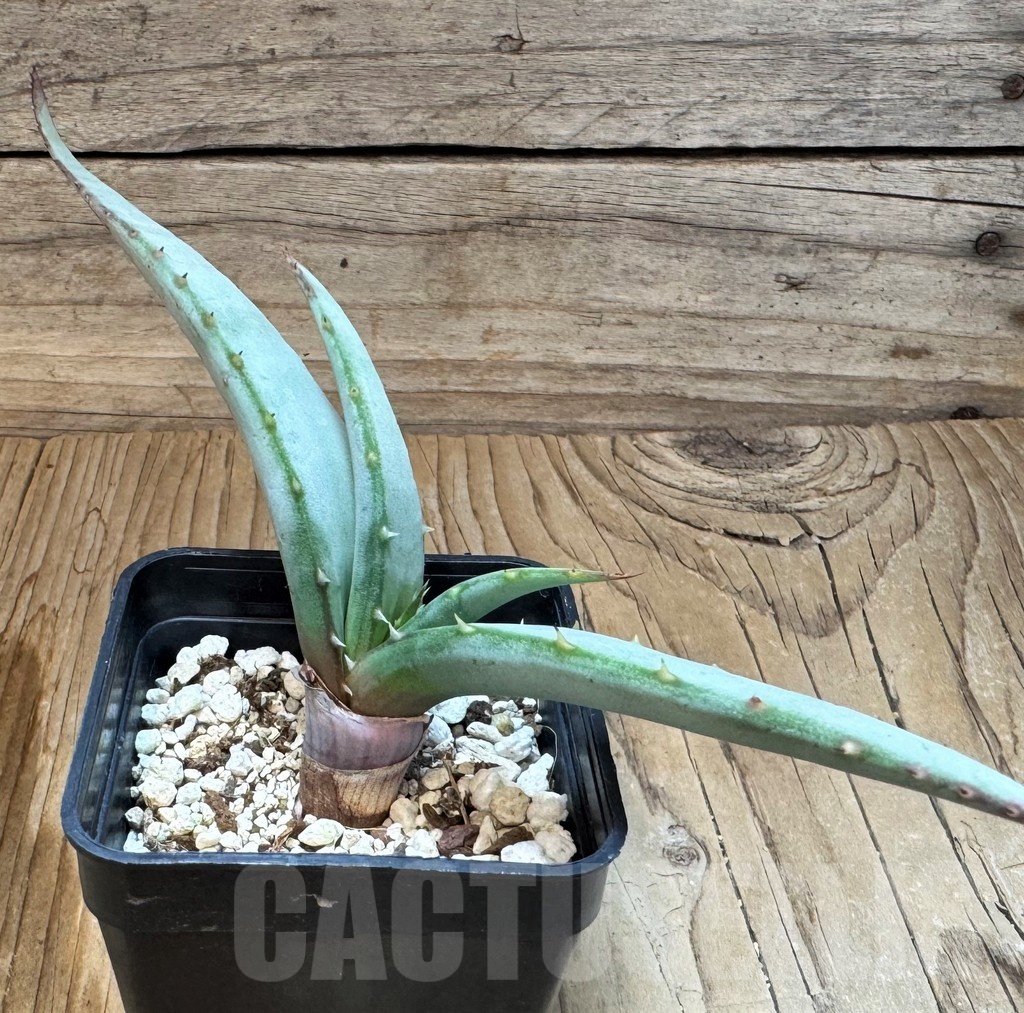 SH24834 Aloe suprafoliata – Image 2