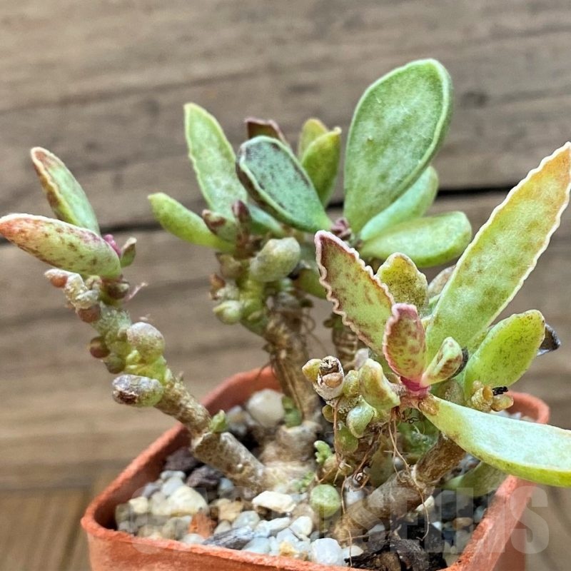 SH24644 Adromischus marianiae hybrid -Germania-