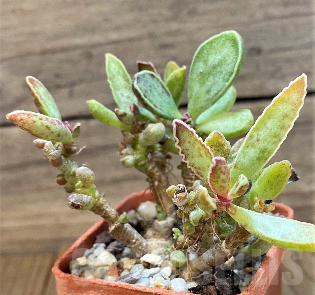 SH24644 Adromischus marianiae hybrid -Germania-