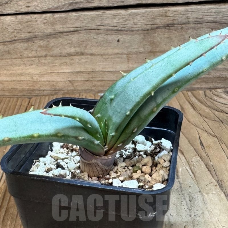 SH24834 Aloe suprafoliata
