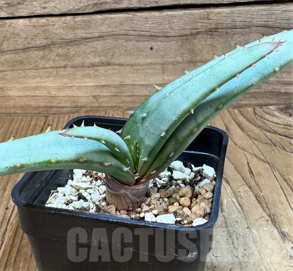 SH24834 Aloe suprafoliata