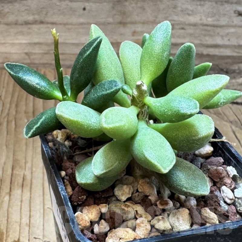SH24835 Adromischus marianae 'Tanqua'