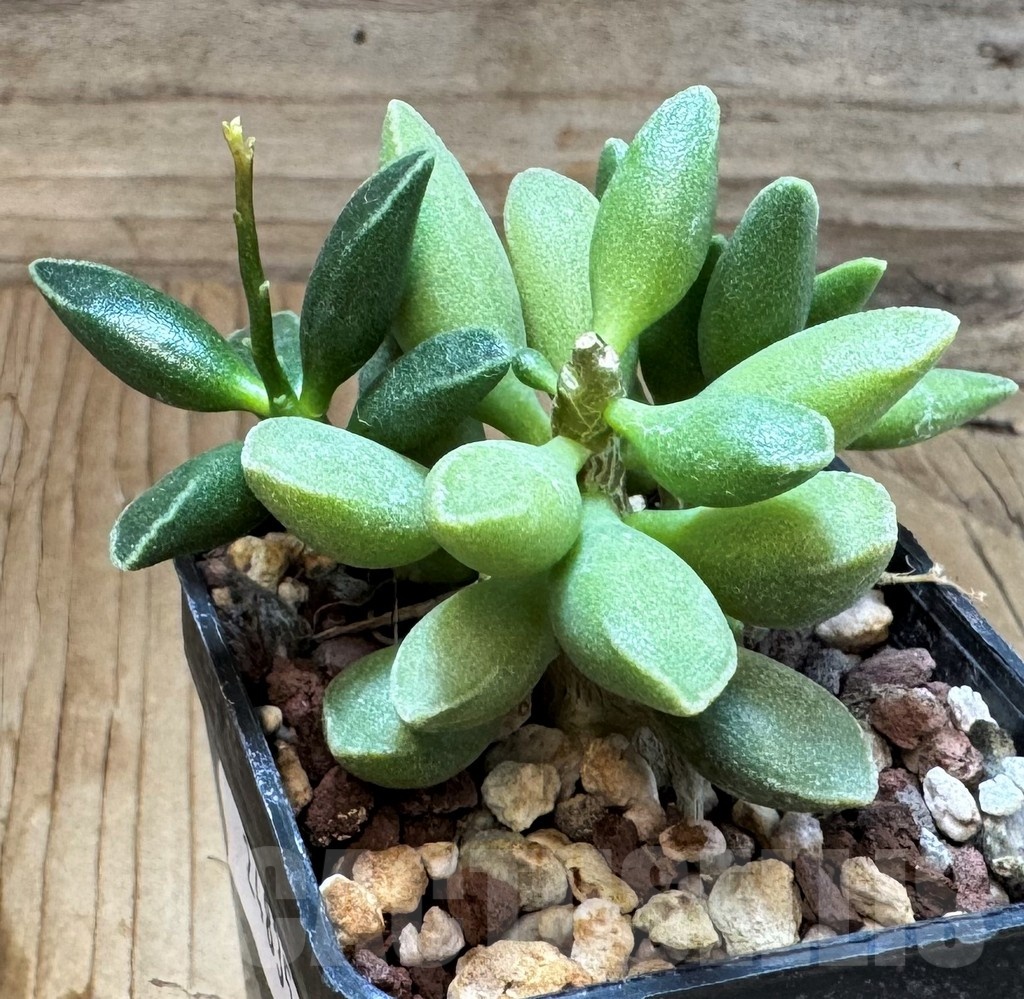 SH24835 Adromischus marianae 'Tanqua'