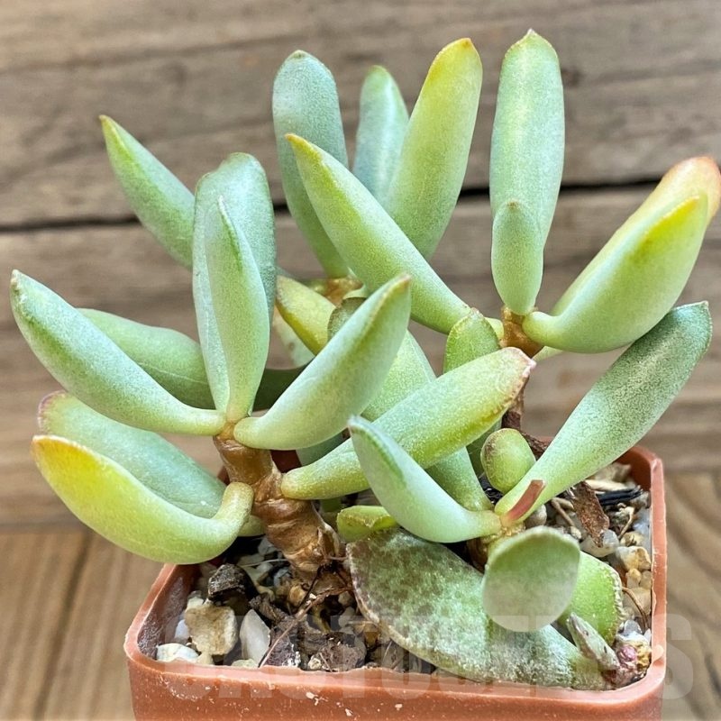 SH24645 Adromischus hybrid