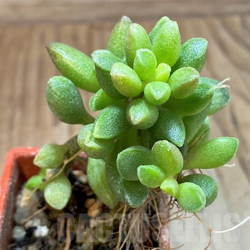 SH24625 Adromischus marianiae v. tanqua