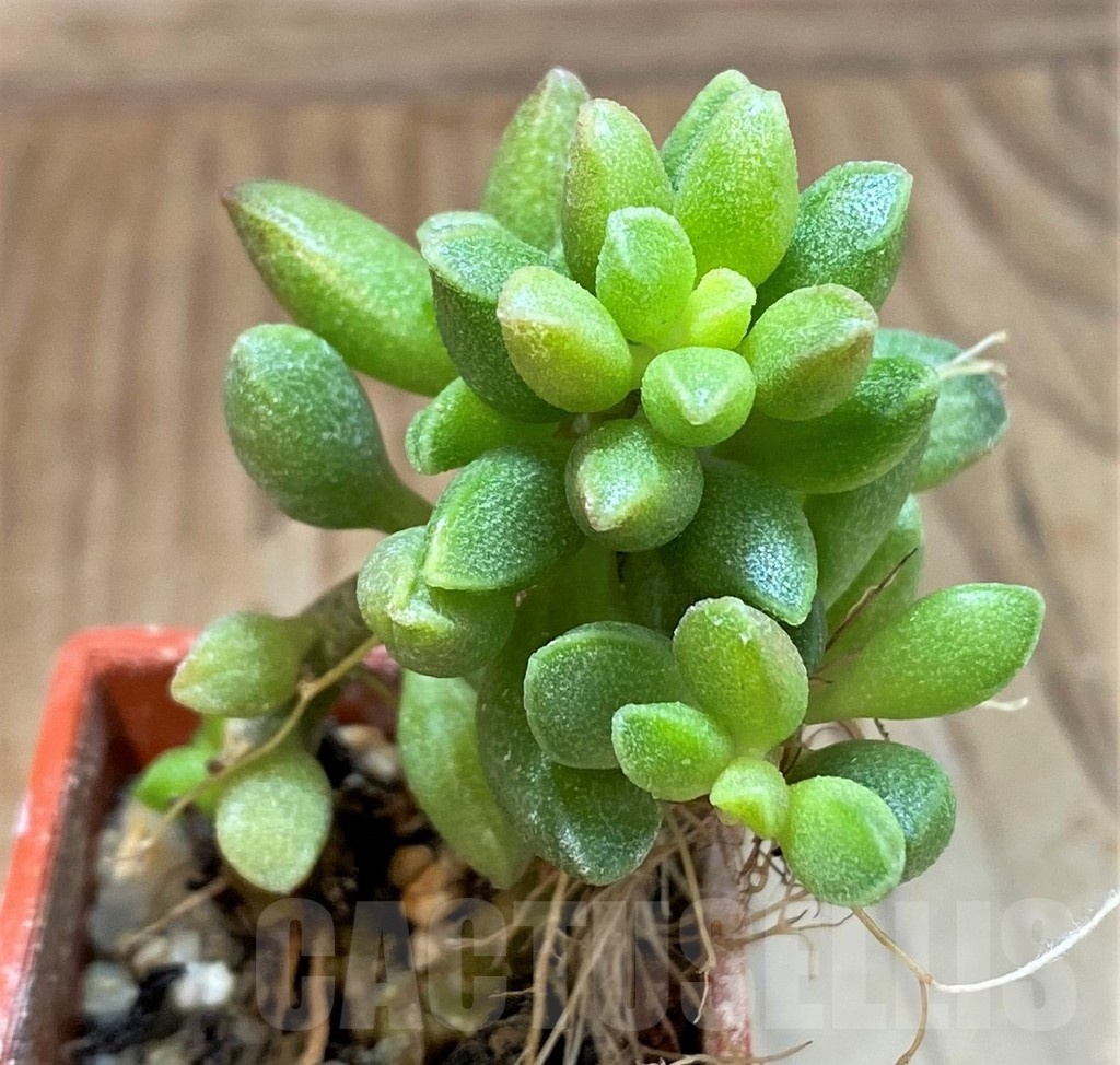 SH24625 Adromischus marianiae v. tanqua