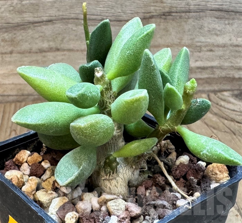 SH24835 Adromischus marianae 'Tanqua' - Image 2