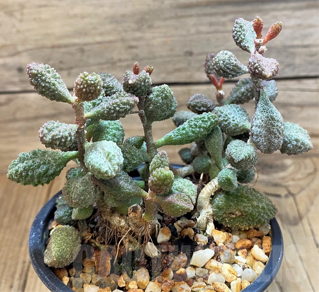 SH24646 Adromischus marianae f. herrei – Image 2