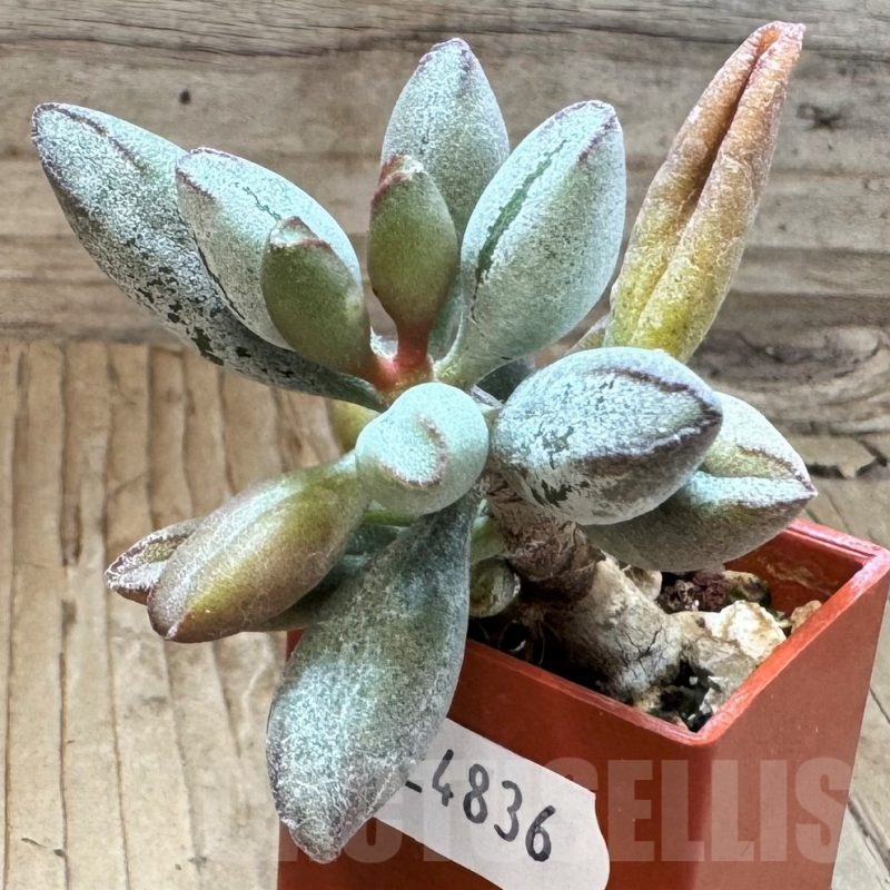 SH24836 Adromischus marianae v. kubusensis