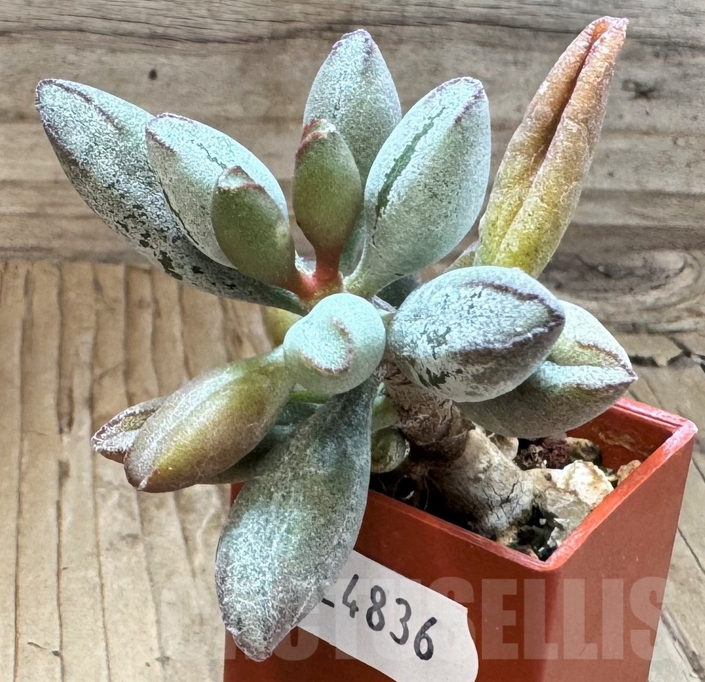 SH24836 Adromischus marianae v. kubusensis