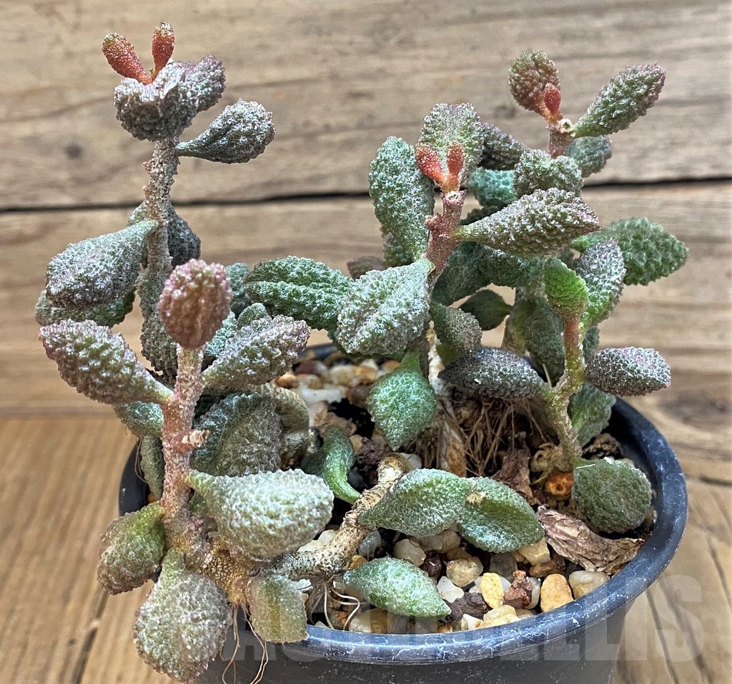 SH24646 Adromischus marianae f. herrei